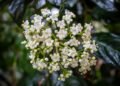 Flores silvestres de la selva amazónica, reservorio de compuestos químicos con potencial farmacológico aún sin explorar.