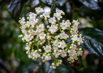 Flores silvestres de la selva amazónica, reservorio de compuestos químicos con potencial farmacológico aún sin explorar.