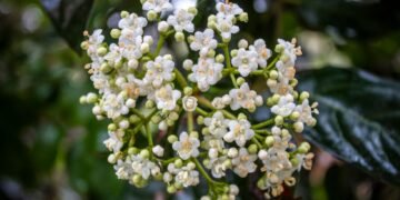 Flores silvestres de la selva amazónica, reservorio de compuestos químicos con potencial farmacológico aún sin explorar.