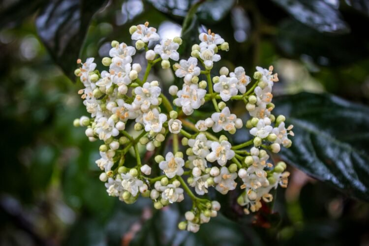 Flores silvestres de la selva amazónica, reservorio de compuestos químicos con potencial farmacológico aún sin explorar.