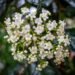 Flores silvestres de la selva amazónica, reservorio de compuestos químicos con potencial farmacológico aún sin explorar.