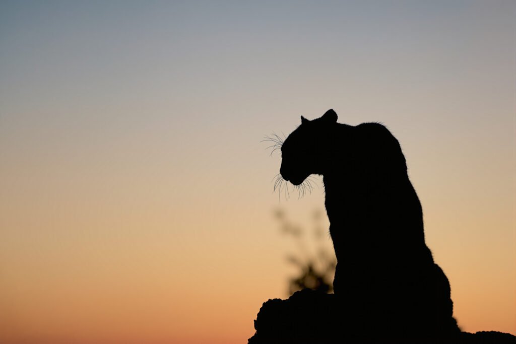 Silueta de puma en paisaje crepuscular, representando la vida silvestre urbana en California.