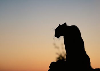 Silueta de puma en paisaje crepuscular, representando la vida silvestre urbana en California.