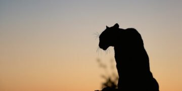 Silueta de puma en paisaje crepuscular, representando la vida silvestre urbana en California.