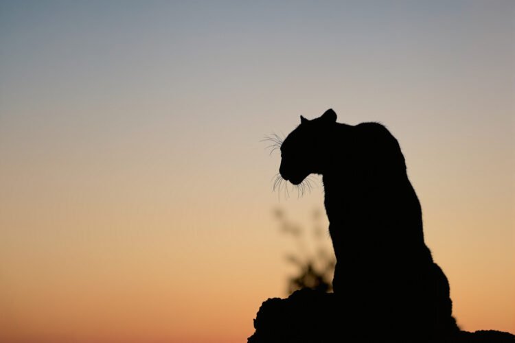 Silueta de puma en paisaje crepuscular, representando la vida silvestre urbana en California.