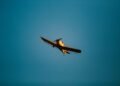 Avioneta fumigadora sobrevolando cultivo en zona rural, imagen referencial de fumigación aérea en Colombia.