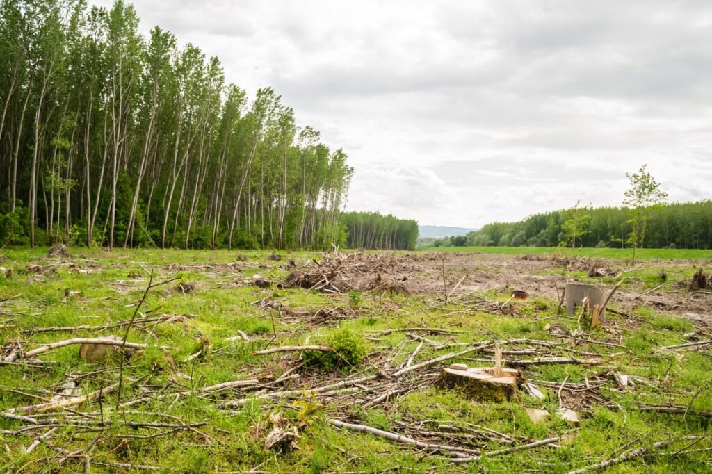 Bosque nativo deforestado en el norte argentino, donde Greenpeace reclama proteger la Ley de Bosques.