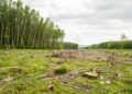 Bosque nativo deforestado en el norte argentino, donde Greenpeace reclama proteger la Ley de Bosques.