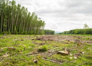 Bosque nativo deforestado en el norte argentino, donde Greenpeace reclama proteger la Ley de Bosques.