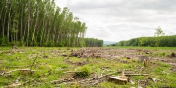 Bosque nativo deforestado en el norte argentino, donde Greenpeace reclama proteger la Ley de Bosques.