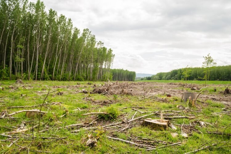Bosque nativo deforestado en el norte argentino, donde Greenpeace reclama proteger la Ley de Bosques.