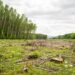 Bosque nativo deforestado en el norte argentino, donde Greenpeace reclama proteger la Ley de Bosques.