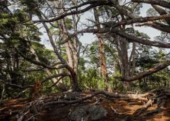 Dosel de bosque nativo argentino, uno de los siete ecosistemas que defiende la campaña de Greenpeace.