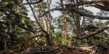 Dosel de bosque nativo argentino, uno de los siete ecosistemas que defiende la campaña de Greenpeace.
