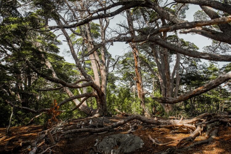 Dosel de bosque nativo argentino, uno de los siete ecosistemas que defiende la campaña de Greenpeace.