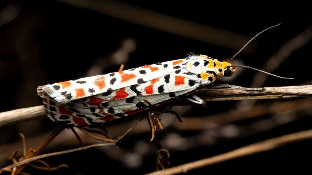 Detalle de patrones alares en mariposa, mostrando las rayas y manchas que generan ilusiones ópticas.