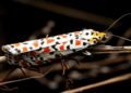 Detalle de patrones alares en mariposa, mostrando las rayas y manchas que generan ilusiones ópticas.