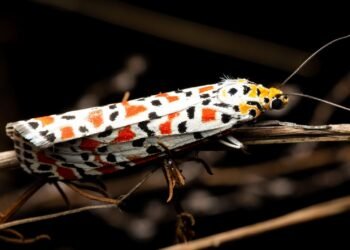 Detalle de patrones alares en mariposa, mostrando las rayas y manchas que generan ilusiones ópticas.