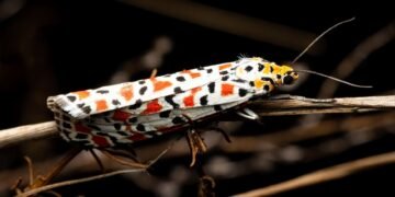 Detalle de patrones alares en mariposa, mostrando las rayas y manchas que generan ilusiones ópticas.