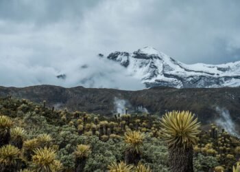 Paisaje de páramo colombiano en las montañas andinas con vegetación nativa característica del ecosistema.