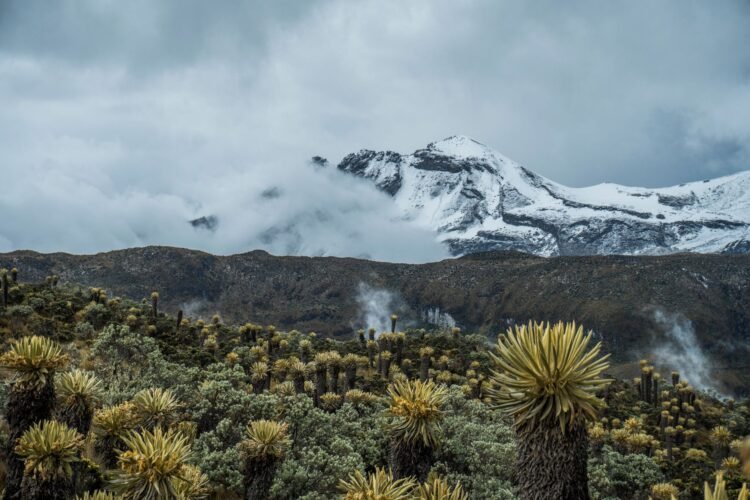 Paisaje de páramo colombiano en las montañas andinas con vegetación nativa característica del ecosistema.