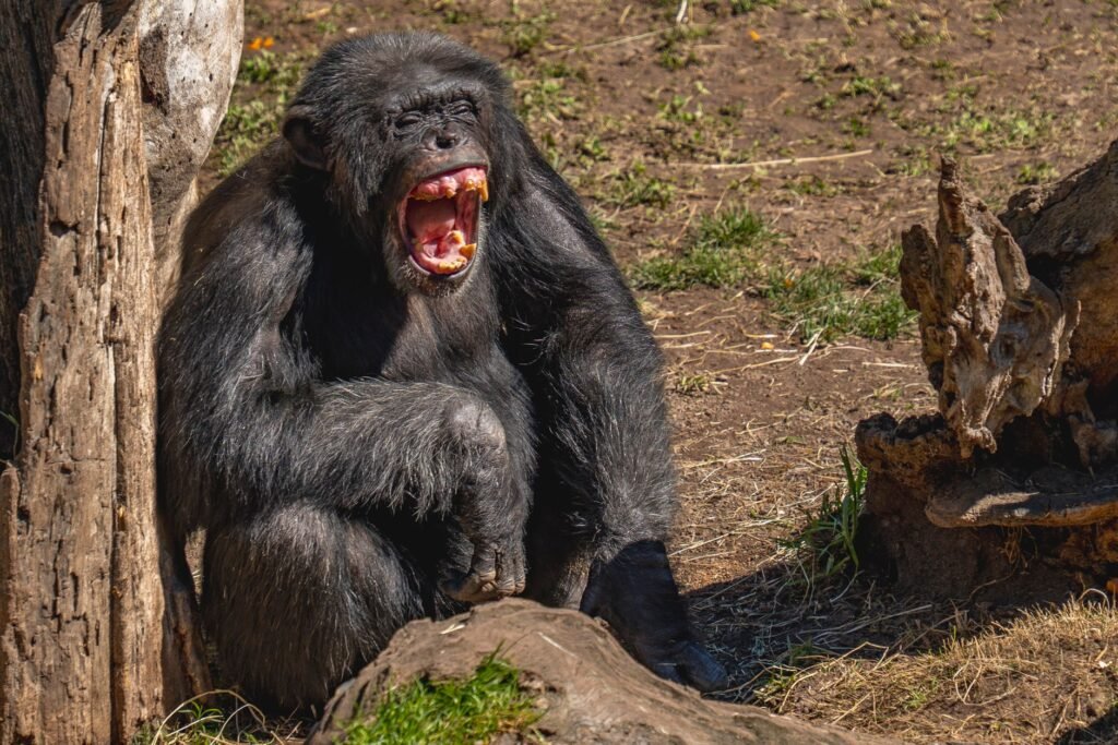 Chimpancé en el bosque del Parque Nacional de Gombe, donde Jane Goodall realizó sus observaciones durante décadas.
