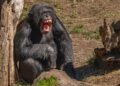 Chimpancé en el bosque del Parque Nacional de Gombe, donde Jane Goodall realizó sus observaciones durante décadas.