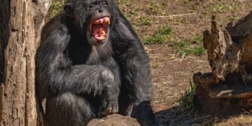 Chimpancé en el bosque del Parque Nacional de Gombe, donde Jane Goodall realizó sus observaciones durante décadas.