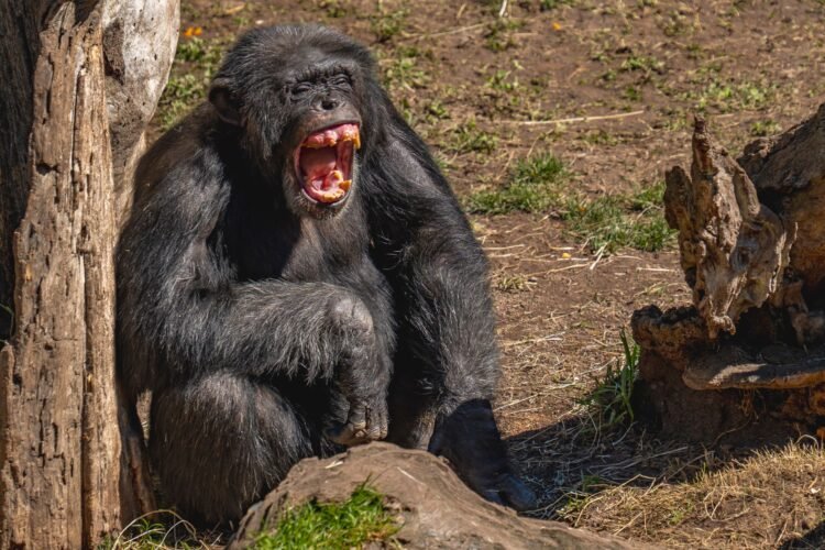 Chimpancé en el bosque del Parque Nacional de Gombe, donde Jane Goodall realizó sus observaciones durante décadas.