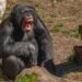 Chimpancé en el bosque del Parque Nacional de Gombe, donde Jane Goodall realizó sus observaciones durante décadas.