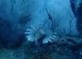 Pez león nadando cerca de un arrecife de coral en aguas del Atlántico.