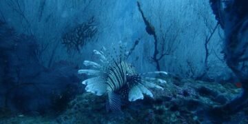 Pez león nadando cerca de un arrecife de coral en aguas del Atlántico.