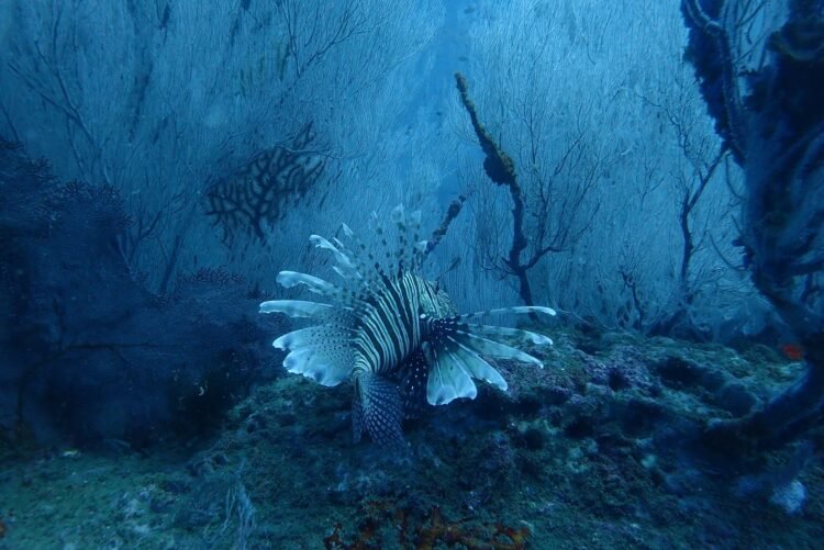 Pez león nadando cerca de un arrecife de coral en aguas del Atlántico.