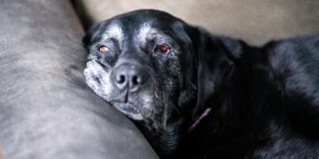 Buenos Aires tendrá el primer crematorio para animales de compañía del país