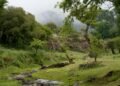 Bosque nativo argentino envuelto en niebla, escenario de proyectos de captura de carbono regulados por la nueva ley.