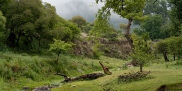 Bosque nativo argentino envuelto en niebla, escenario de proyectos de captura de carbono regulados por la nueva ley.