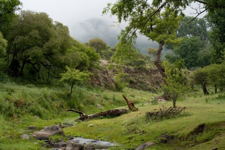 Bosque nativo argentino envuelto en niebla, escenario de proyectos de captura de carbono regulados por la nueva ley.