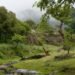 Bosque nativo argentino envuelto en niebla, escenario de proyectos de captura de carbono regulados por la nueva ley.