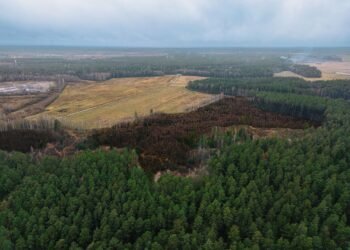 Paisaje de bosque devastado por deforestación en América Latina
