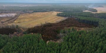 Paisaje de bosque devastado por deforestación en América Latina
