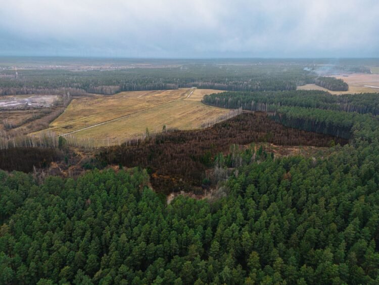 Paisaje de bosque devastado por deforestación en América Latina