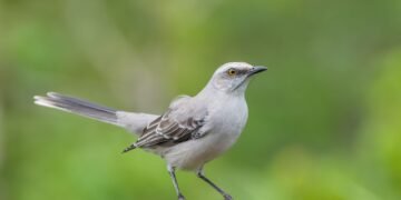 Ave silvestre siendo liberada en un paisaje natural, representando la liberación masiva de aves en Zárate.
