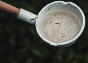 Recipiente con agua estancada donde se reproducen mosquitos transmisores de dengue en Argentina.