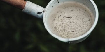 Recipiente con agua estancada donde se reproducen mosquitos transmisores de dengue en Argentina.