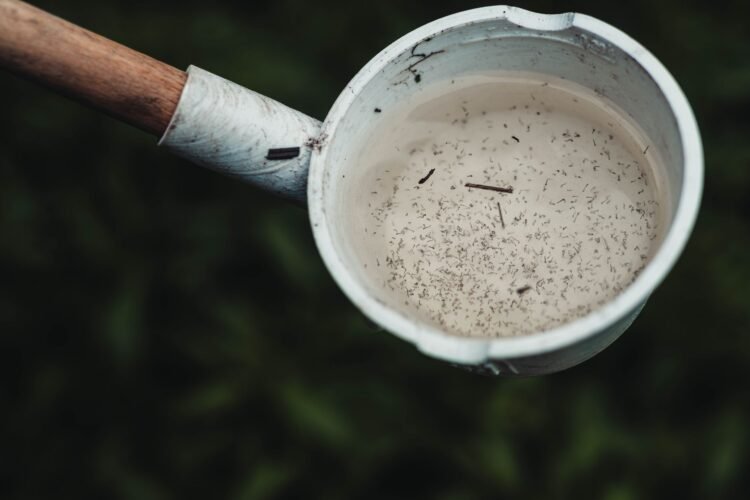 Recipiente con agua estancada donde se reproducen mosquitos transmisores de dengue en Argentina.