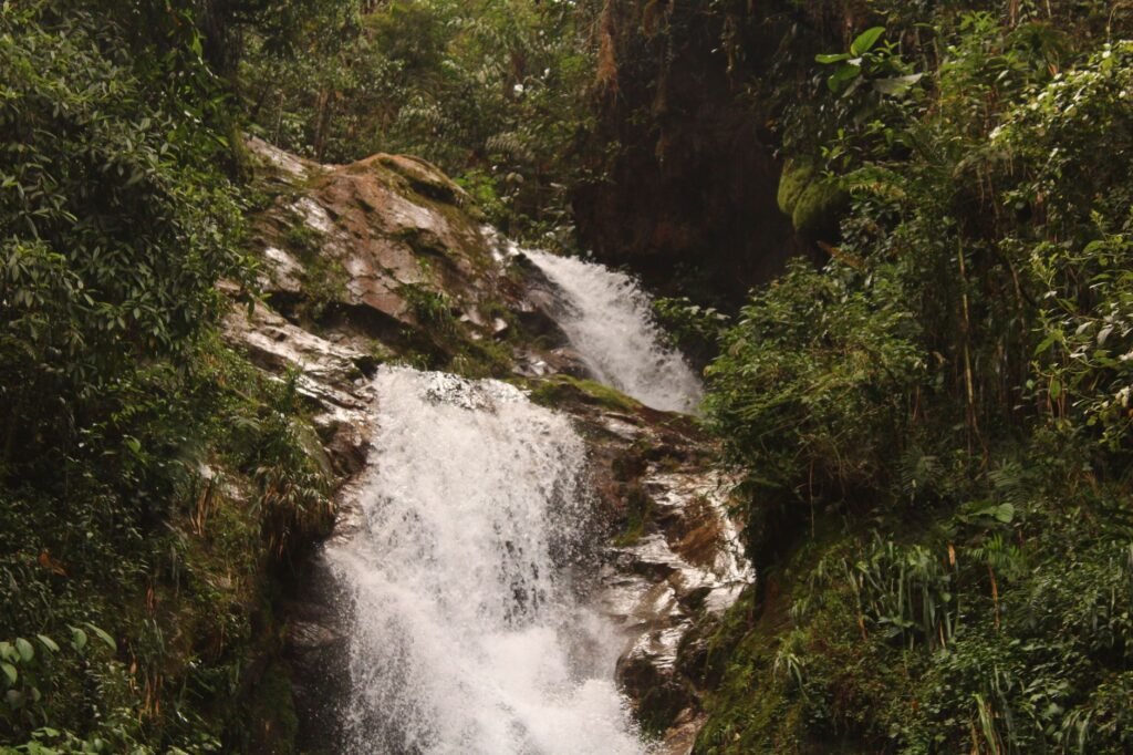 Manantial en la selva amazónica brasileña, hábitat de comunidades indígenas Mura.