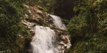 Manantial en la selva amazónica brasileña, hábitat de comunidades indígenas Mura.