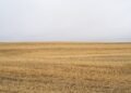 Paisaje de agricultura industrial intensiva con monocultivos, una de las principales causas de pérdida de biodiversidad según