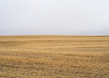 Paisaje de agricultura industrial intensiva con monocultivos, una de las principales causas de pérdida de biodiversidad según