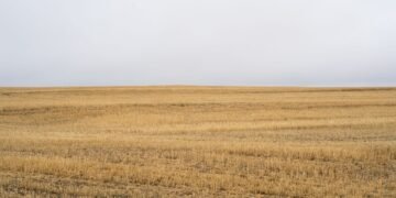 Paisaje de agricultura industrial intensiva con monocultivos, una de las principales causas de pérdida de biodiversidad según